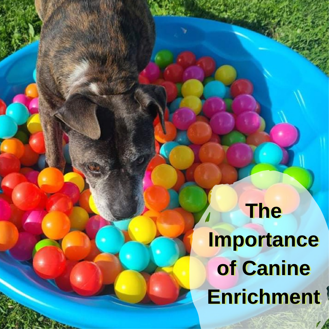 Beyond The Bowl - Canine Enrichment
