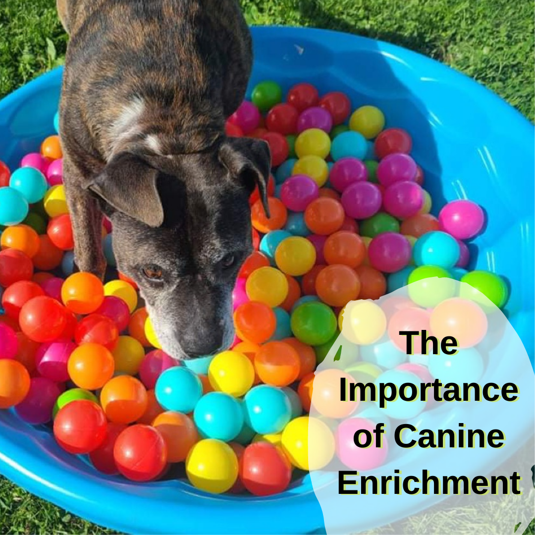 THE IMPORTANCE OF CANINE ENRICHMENT