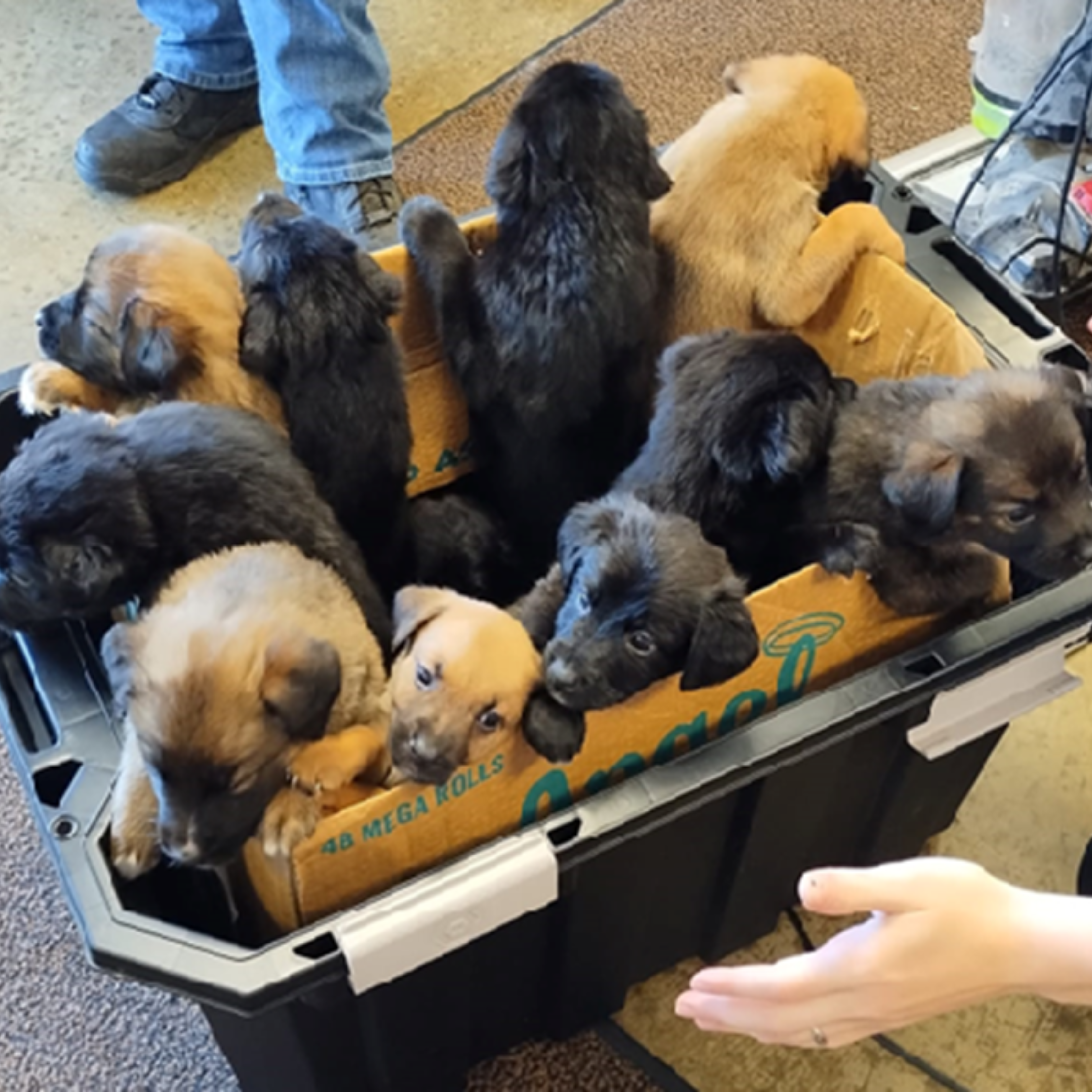 Puppies, Puppies, and More Puppies!