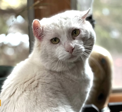 George, the TV News and Internet Star!